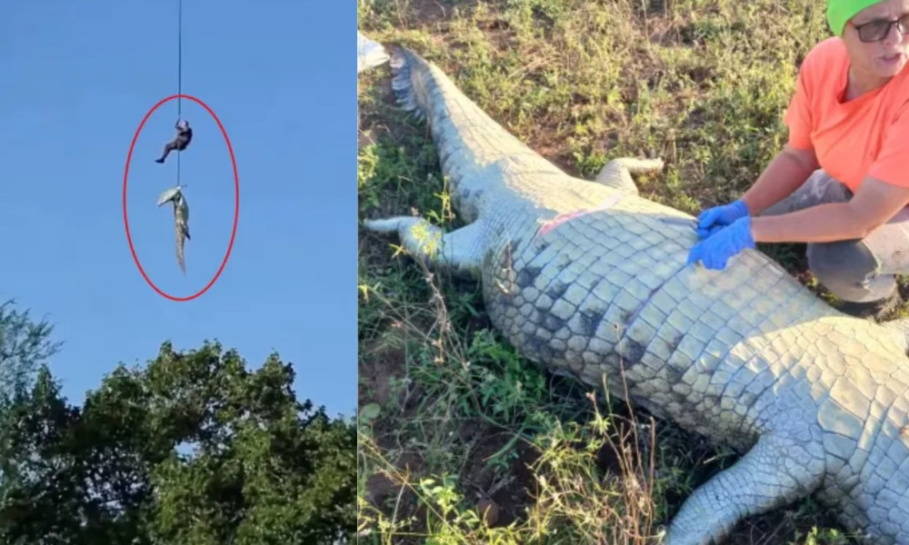 বন্যার স্রোতে ভেসে কুমিরের শিকার, দেহাবশেষ মিলল প্রাণীটির পেটে