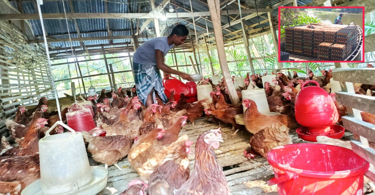নাজিরপুরে লোকসানে লেয়ার মুরগির খামার, বন্ধ হয়ে যাচ্ছে ছোট খামার