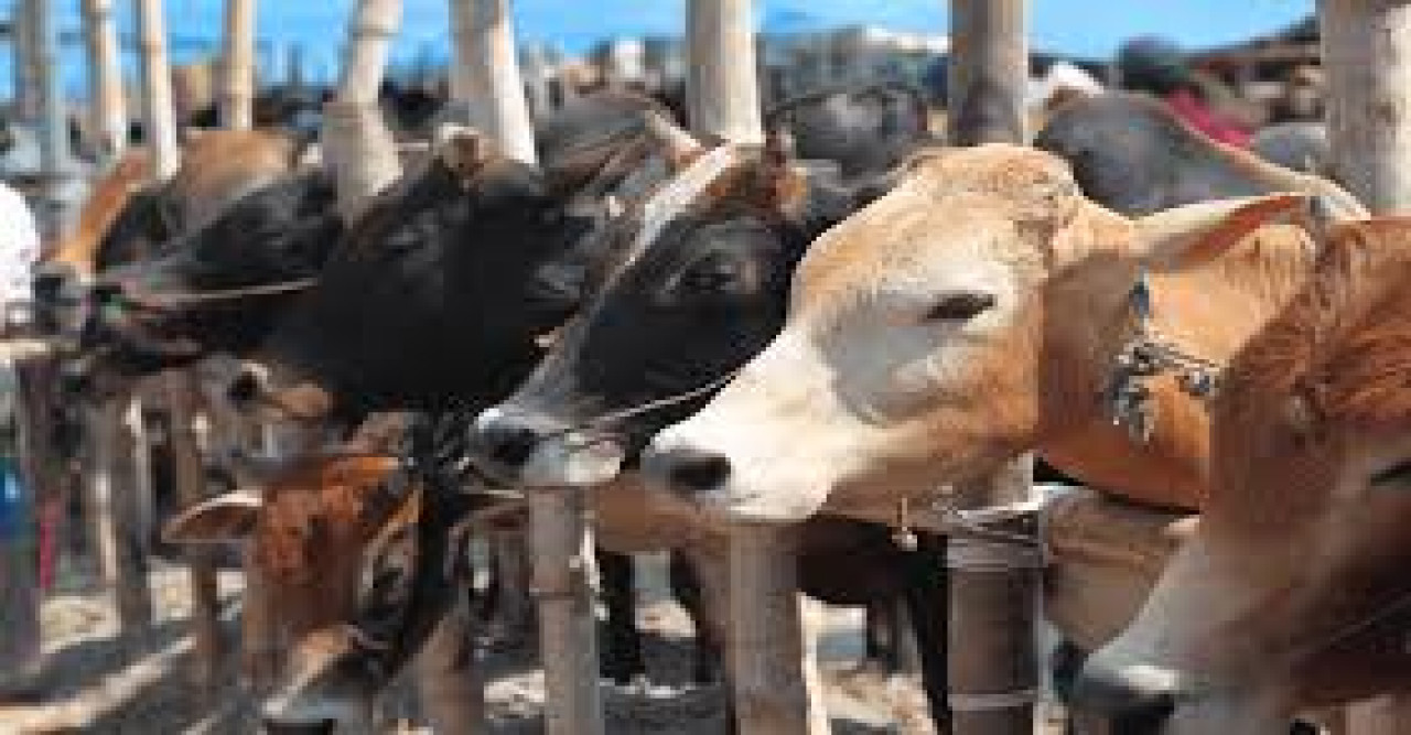 আফতাবনগরে বসছে না গরুর হাট, হাইকোর্টের স্থগিতাদেশ