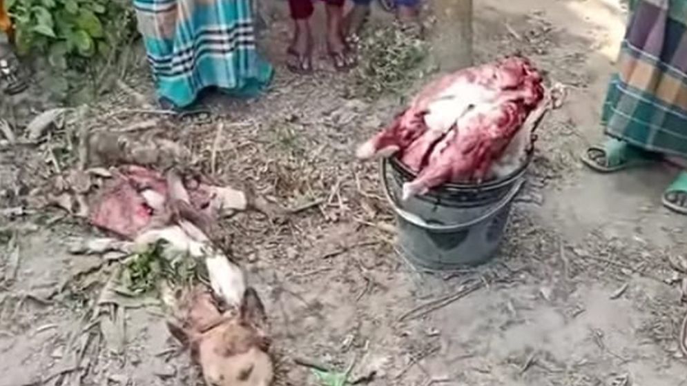 মঙ্গলবাড়ী বাজারে কুকুর জবাইয়ের ঘটনা, ২৫ কেজি মাংস উদ্ধার