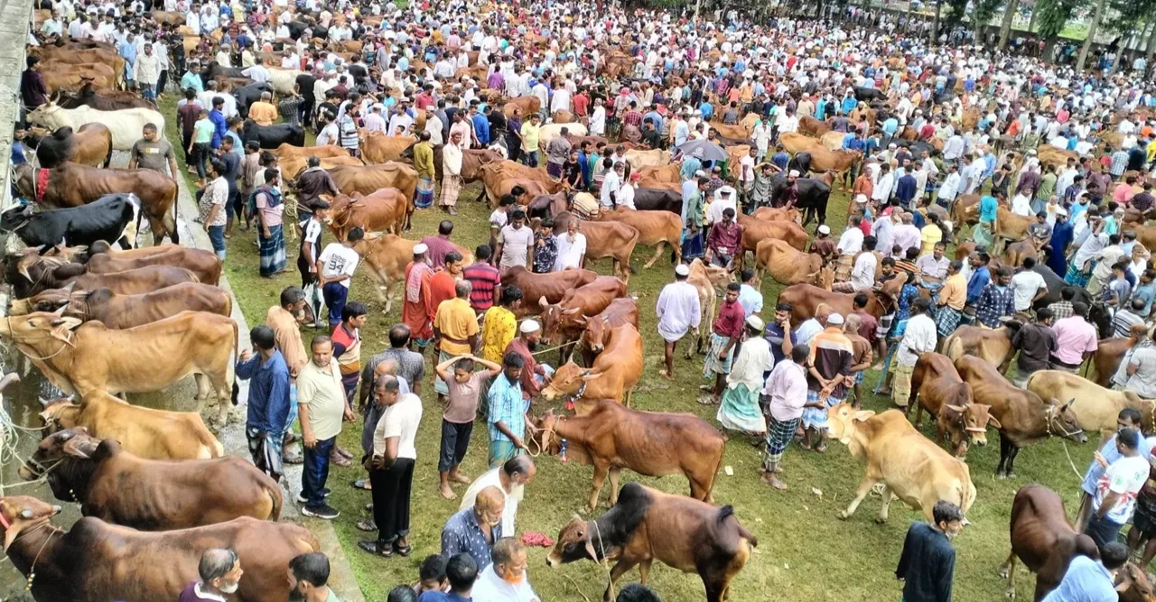 পশুর হাট ইজারায় নেই আগের উৎসব—কমছে দর, বদলাচ্ছে চিত্র