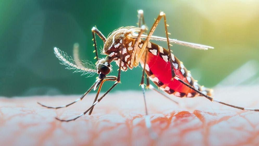 ডেঙ্গুতে আরও ৩ মৃত্যু, হাসপাতালে ভর্তি ৬৭১