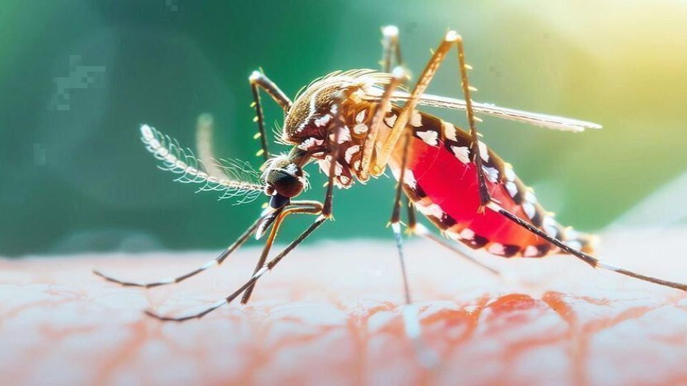 ডেঙ্গুতে আরও ৬ জনের মৃত্যু, হাসপাতালে ভর্তি ১ হাজার ৬৫৫