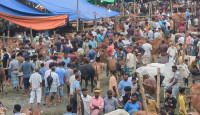 লক্ষ্মীপুরে কোরবানির হাটে গরুর দাম কম, খুশি ক্রেতা–হতাশ বিক্রেতা